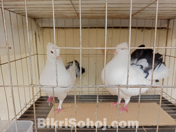 দুই জোড়া রানিং কবুতর